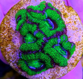 Acanthastrea lordhowensis (Green) (Premium) (frag)